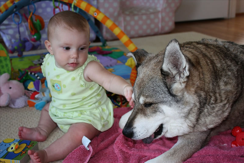 toddler with dog